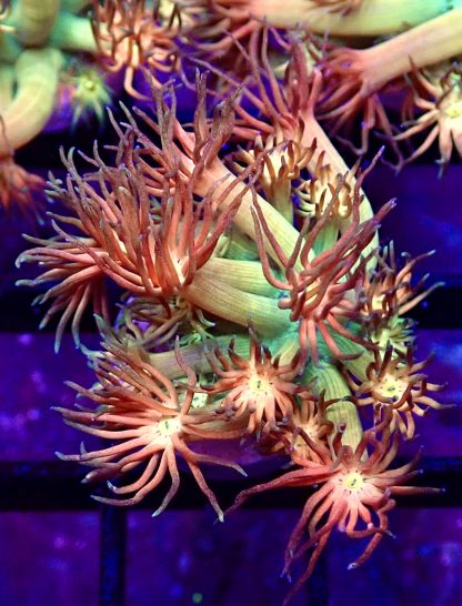 WYSIWYG Amazeballs Goniopora Frag 20+ Polyps