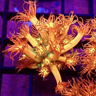 Amazeballs Goniopora Frag 20+ Polyps