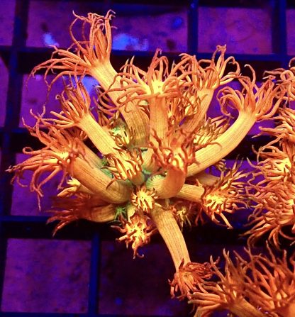 WYSIWYG Amazeballs Goniopora Frag 20+ Polyps - Image 2