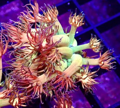 WYSIWYG Amazeballs Goniopora Frag 20+ Polyps - Image 3