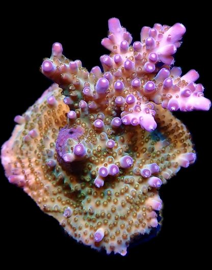 WYSIWYG 22G Purple Rain Acropora Frag Extra Large - Image 2