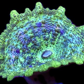 WYSIWYG 34F Neglecta Mushroom