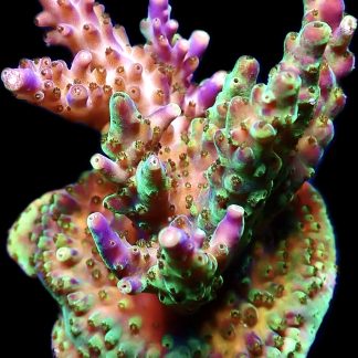 WYSIWYG 23F Purple Monster Acropora Frag Extra Large