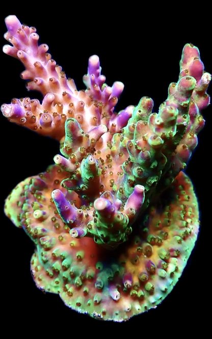 WYSIWYG 23F Purple Monster Acropora Frag Extra Large