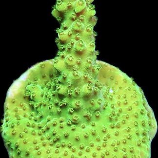 WYSIWYG 22J Highlighter Acropora Frag