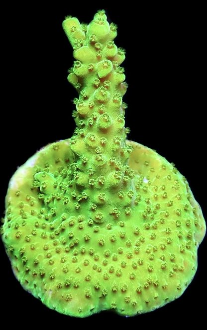 WYSIWYG 22J Highlighter Acropora Frag