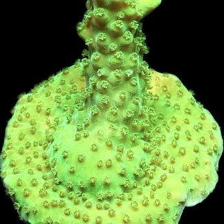 WYSIWYG 24J Highlighter Acropora Frag