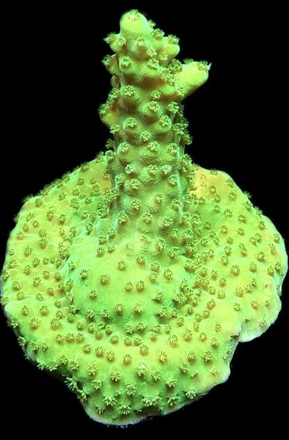 WYSIWYG 24J Highlighter Acropora Frag