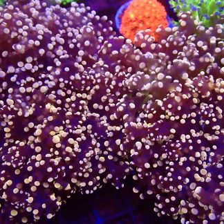 Rose Gold Branching Frogspawn Large Double