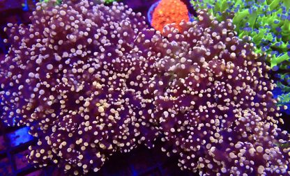 Rose Gold Branching Frogspawn Large Double