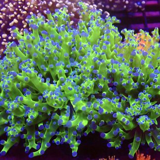Ultra Reverse Purple Tip/ Metallic Green Branching Frogspawn Large Double