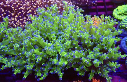 Ultra Reverse Purple Tip/ Metallic Green Branching Frogspawn Large Double