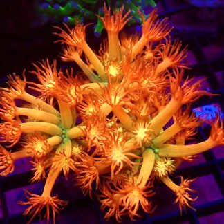 WYSIWYG Amazeballs Goniopora Frag 20+ Polyps