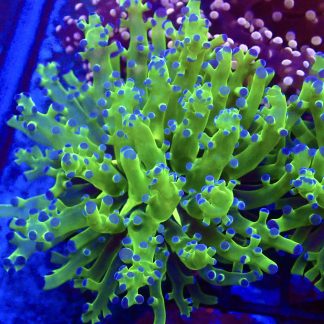 Ultra Reverse Purple Tip/ Metallic Green Branching Frogspawn