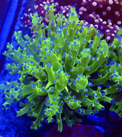 Blue Tipped / Metallic Green Branching Frogspawn