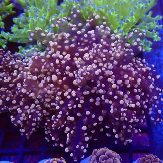 Rose Gold Branching Frogspawn Large Single
