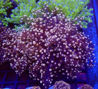 Rose Gold Branching Frogspawn Large Single