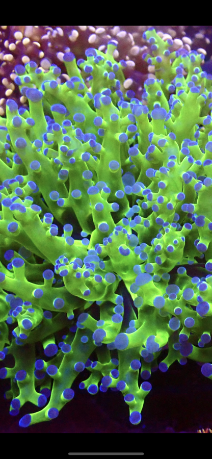 Ultra Reverse Purple Tip/ Metallic Green Branching Frogspawn Large Double - Image 2