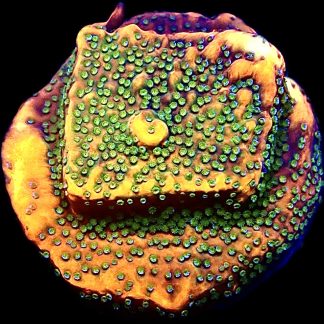 WYSIWYG 22A Gold Rush Montipora Frag Large
