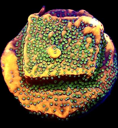 WYSIWYG 22A Gold Rush Montipora Frag Large
