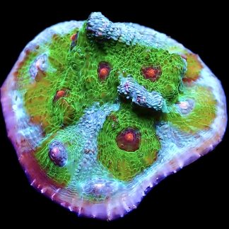 WYSIWYG 13K Avatar Chalice Frag Extra Large