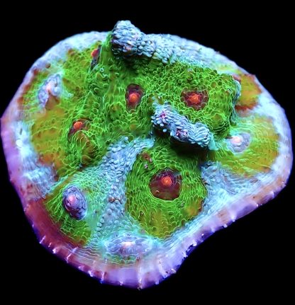 WYSIWYG 13K Avatar Chalice Frag Extra Large