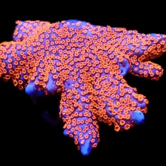 WYSIWYG 13A Bubblegum Montipora Large