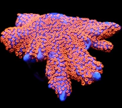 WYSIWYG 13A Bubblegum Montipora Large