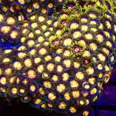 Peach Sours Zoanthid Frag 12+ Polyps