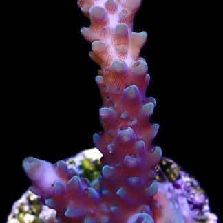 WYSIWYG 20C Acropora Selago Blue