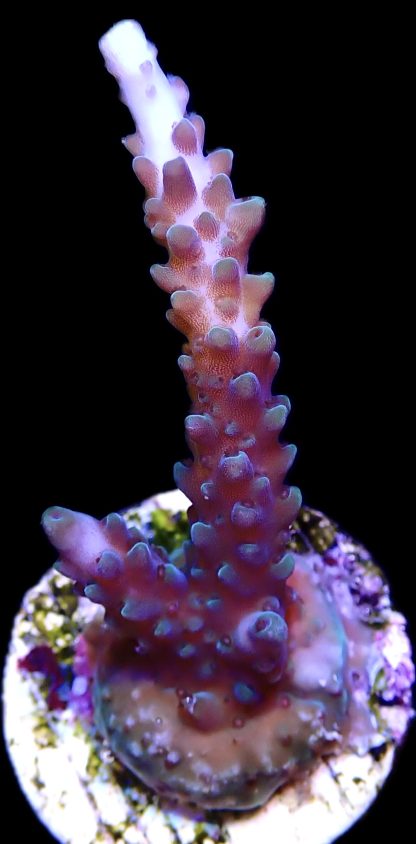 WYSIWYG 20C Acropora Selago Blue