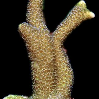 WYSIWYG 22K Lemon/Lime Montipora Digitata Large