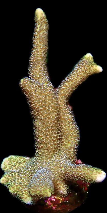 WYSIWYG 22K Lemon/Lime Montipora Digitata Large