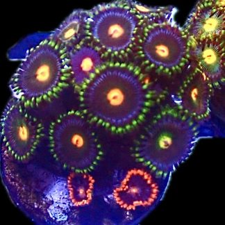 WYSIWYG  Zoanthid Frag P1