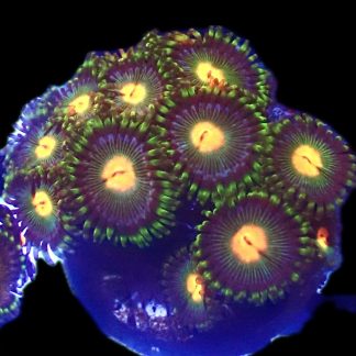 WYSIWYG  Zoanthid Frag P9