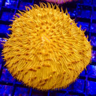 Ultra Grade Fungia Plate Colony 1 Large