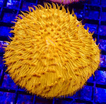 Ultra Grade Fungia Plate Colony 1 Large