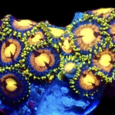 WYSIWYG Zoanthid Frag C13