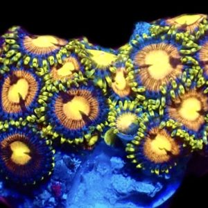 WYSIWYG Zoanthid Frag C13