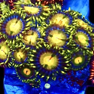 WYSIWYG Zoanthid Frag C18