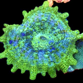 WYSIWYG 34F Neglecta Mushroom Extra Large