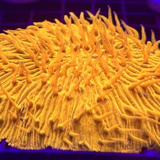 Ultra Grade Fungia Plate Colony 1 Large