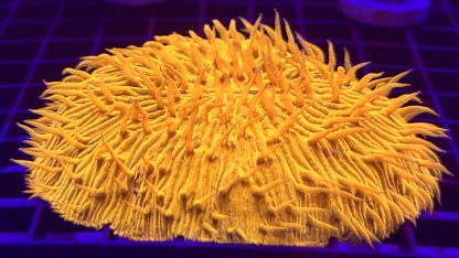 Ultra Grade Fungia Plate Colony 1 Large