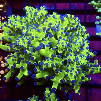 Blue Tipped / Metallic Green Branching Frogspawn