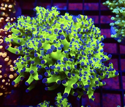 Blue Tipped / Metallic Green Branching Frogspawn