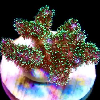 WYSIWYG 18J Sparkling Tinsel Pocillopora