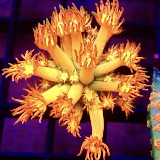 WYSIWYG T2 Amazeballs Goniopora Frag 25+ Polyps