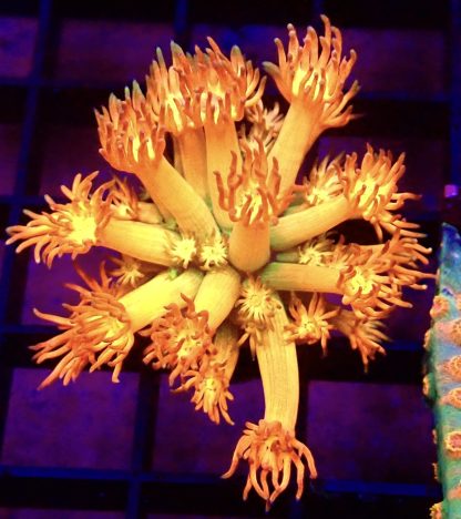WYSIWYG T2 Amazeballs Goniopora Frag 25+ Polyps