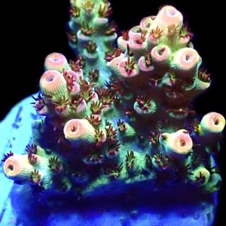 WYSIWYG 18D Bill Murray Acropora Frag
