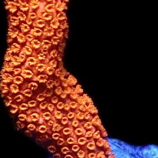 WYSIWYG 14K Burning Ember Montipora Digitata Large